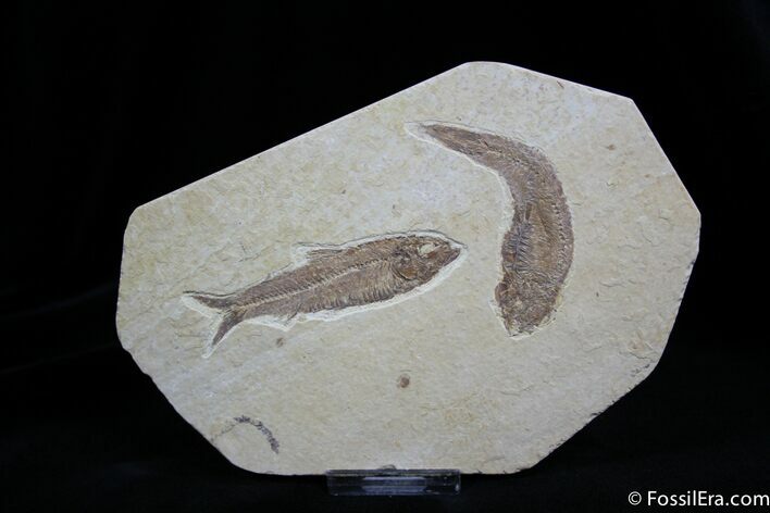 Knightia Double Fossil Fish #832